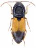 Dicronychus sp.